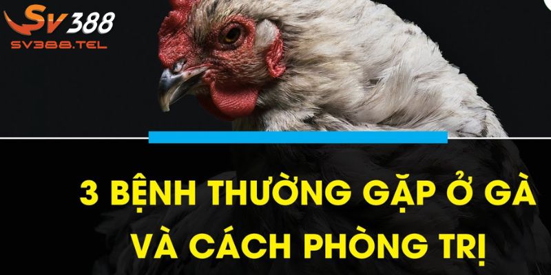 Cách phòng bệnh cho gà đá